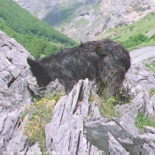 Photo de Chien de berger des pyrenes  poil long