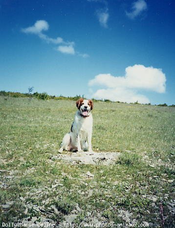 Photo d'Epagneul breton