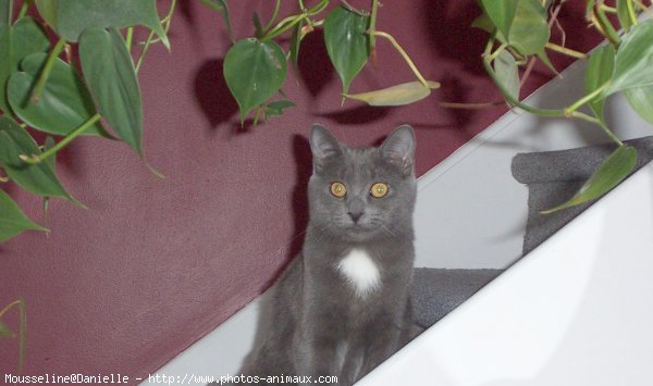 Photo de Chartreux