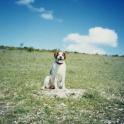 Photo d'Epagneul breton