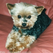 Photo de Yorkshire terrier