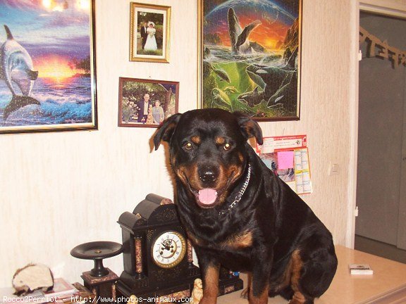 Photo de Rottweiler