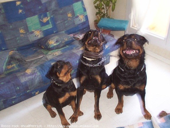 Photo de Rottweiler