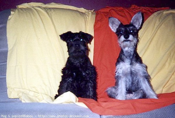 Photo de Schnauzer gant