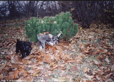 Photo de Schnauzer gant