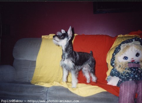 Photo de Schnauzer gant