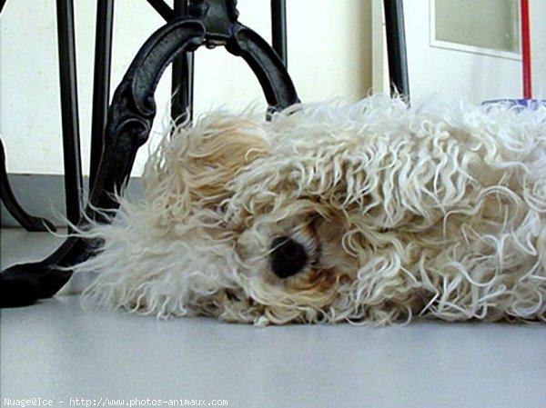 Photo de Bichon  poil fris