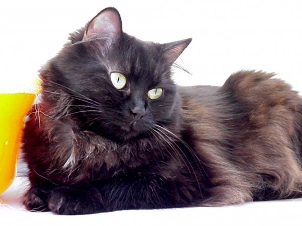 Photo de Maine coon