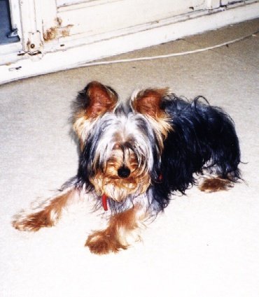 Photo de Yorkshire terrier