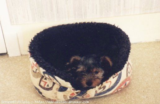 Photo de Yorkshire terrier