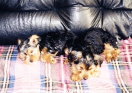 Photo de Yorkshire terrier