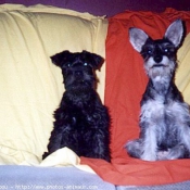 Photo de Schnauzer gant