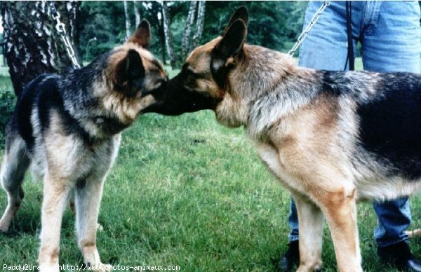 Photo de Berger allemand  poil court