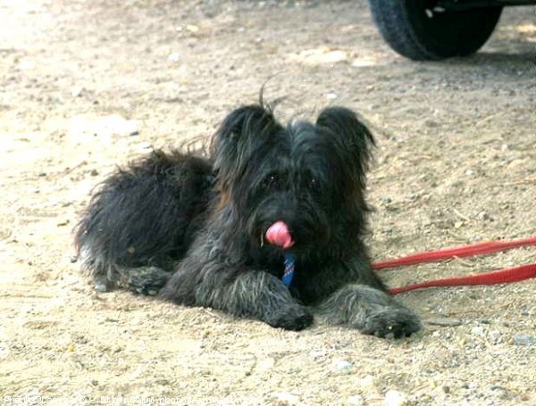 Photo de Chien de berger des pyrenes  poil long