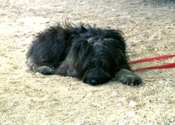 Photo de Chien de berger des pyrenes  poil long