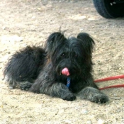 Photo de Chien de berger des pyrenes  poil long