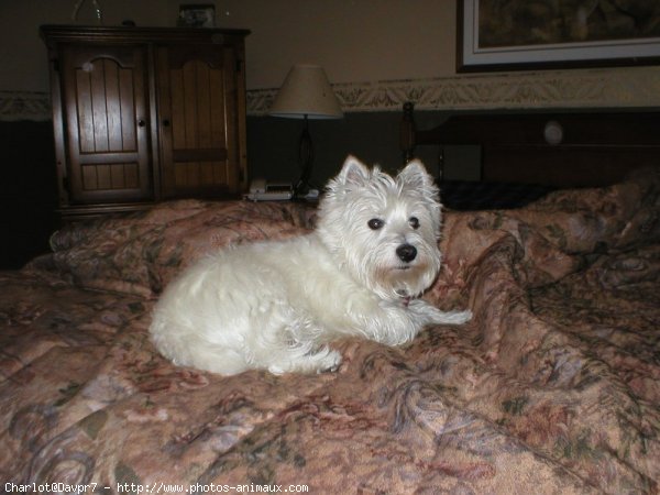 Photo de West highland white terrier