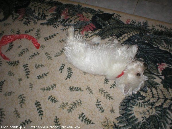 Photo de West highland white terrier