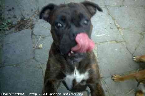 Photo de Boxer