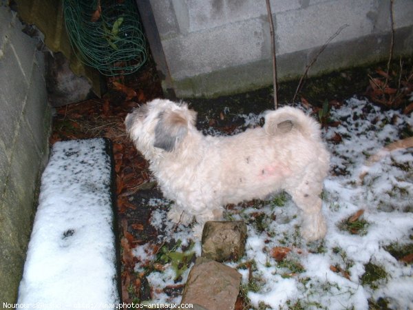 Photo de Lhassa apso