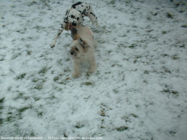 Photo de Races diffrentes