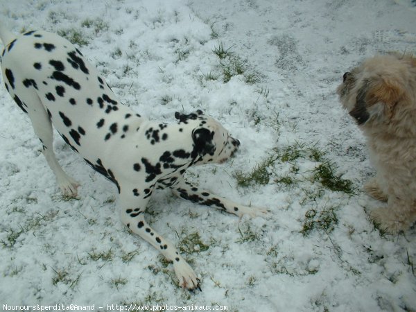 Photo de Races diffrentes