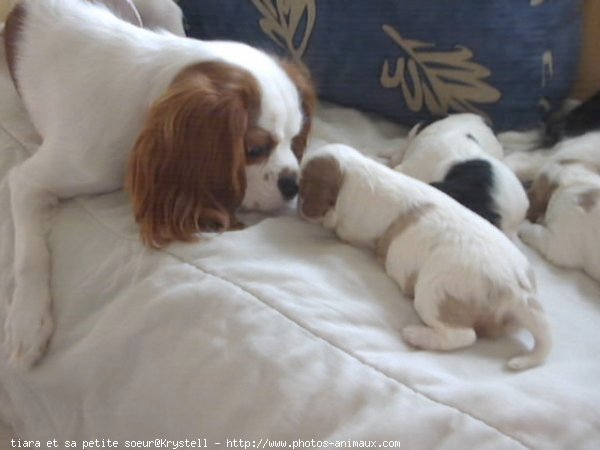 Photo de Cavalier king charles spaniel