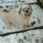 Photo de Lhassa apso