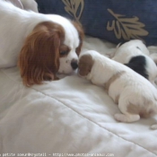 Photo de Cavalier king charles spaniel