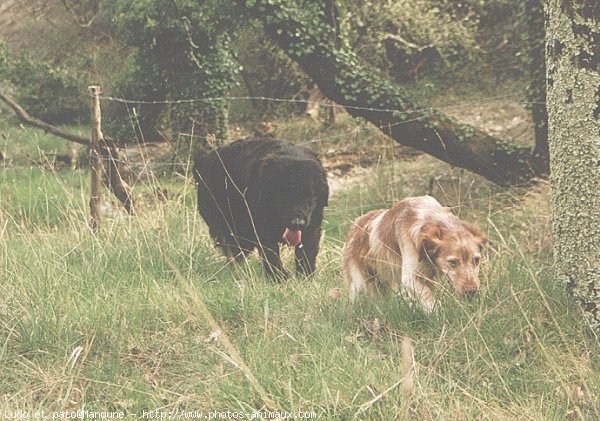 Photo de Races diffrentes