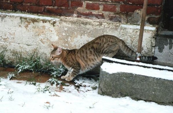 Photo de Chat domestique