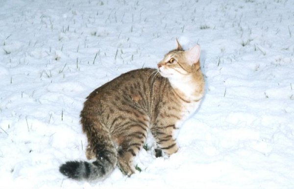 Photo de Chat domestique