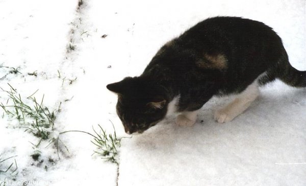 Photo de Chat domestique