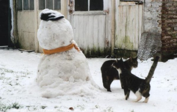 Photo de Chat domestique