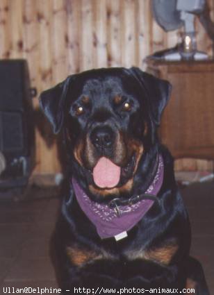 Photo de Rottweiler