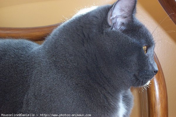 Photo de Chartreux