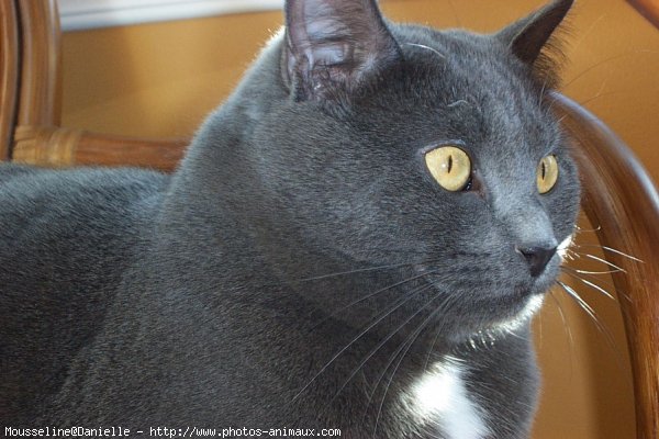 Photo de Chartreux