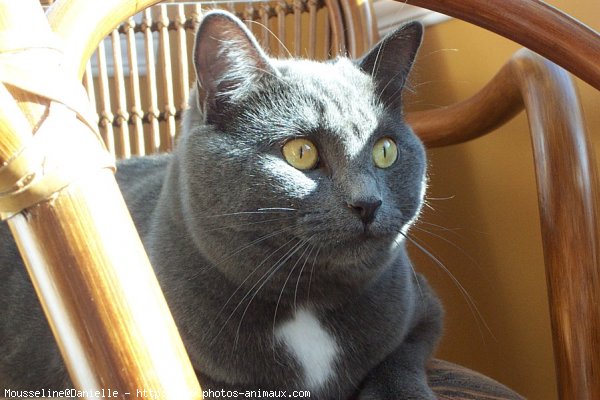 Photo de Chartreux