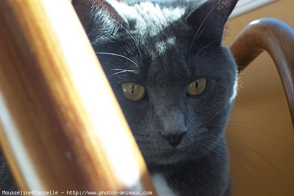 Photo de Chartreux