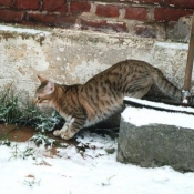 Photo de Chat domestique