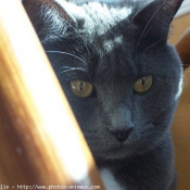 Photo de Chartreux