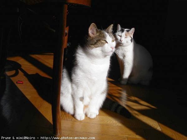 Photo de Chat domestique