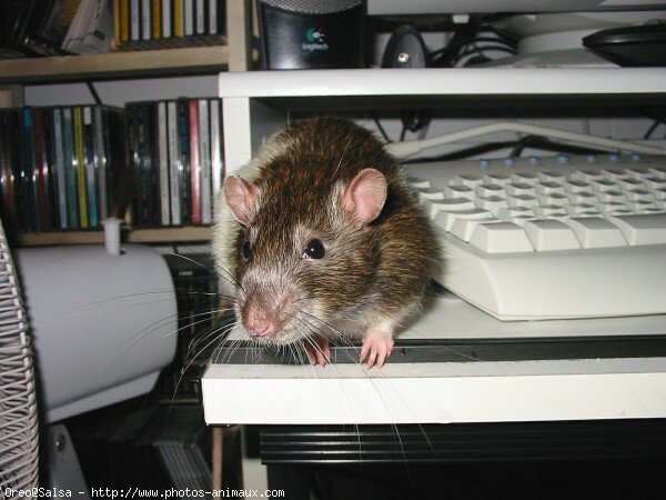 Photo de Rat