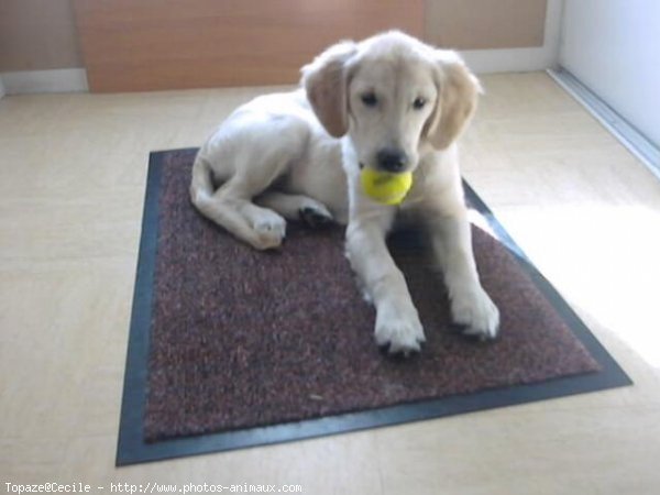 Photo de Golden retriever