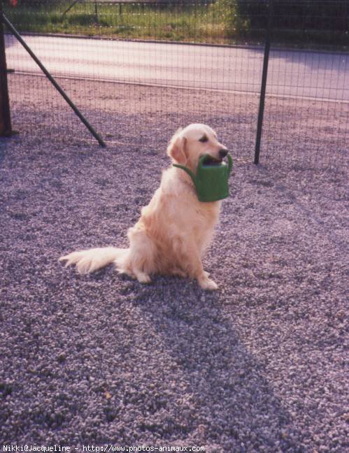 Photo de Golden retriever