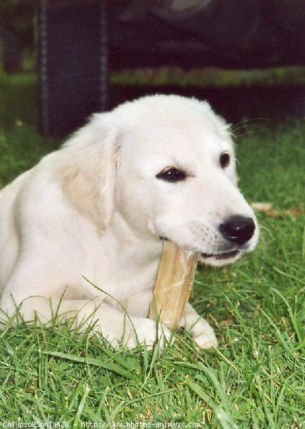 Photo de Golden retriever