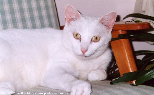 Photo de Chat domestique