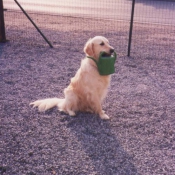 Photo de Golden retriever