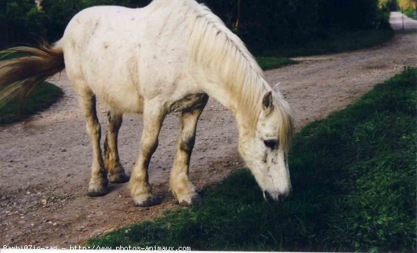 Photo de Camargue