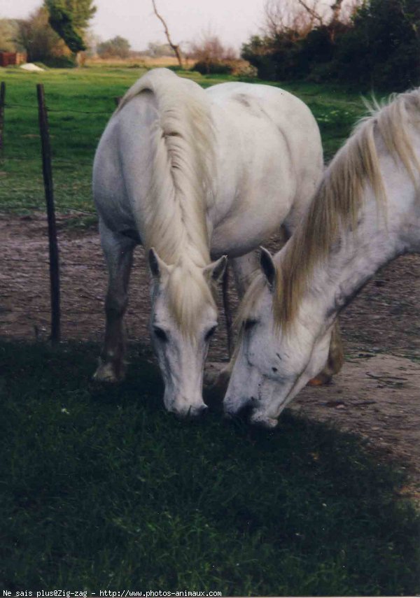 Photo de Camargue